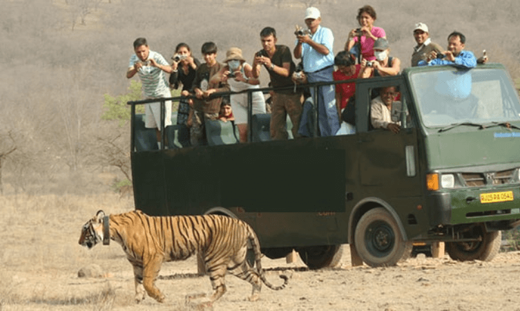 Canter Safari Ranthambhore